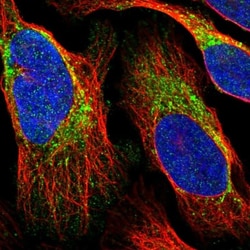 FAM136A Antibody, Novus Biologicals 0.1mL; Unlabeled:Antibodies, Polyclonal